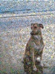 Photo Mosaic A Dog on a Beach