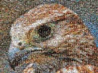 Photo Mosaic A Hawk