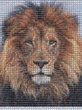 Lion Photograph Image Photo agency Painting High-definition video Interior design Masai lion Carnivore Felidae Big cats Whiskers Terrestrial animal Mane Snout Wildlife