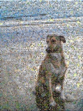 a serene dog sitting on the beach, created using 289 photos