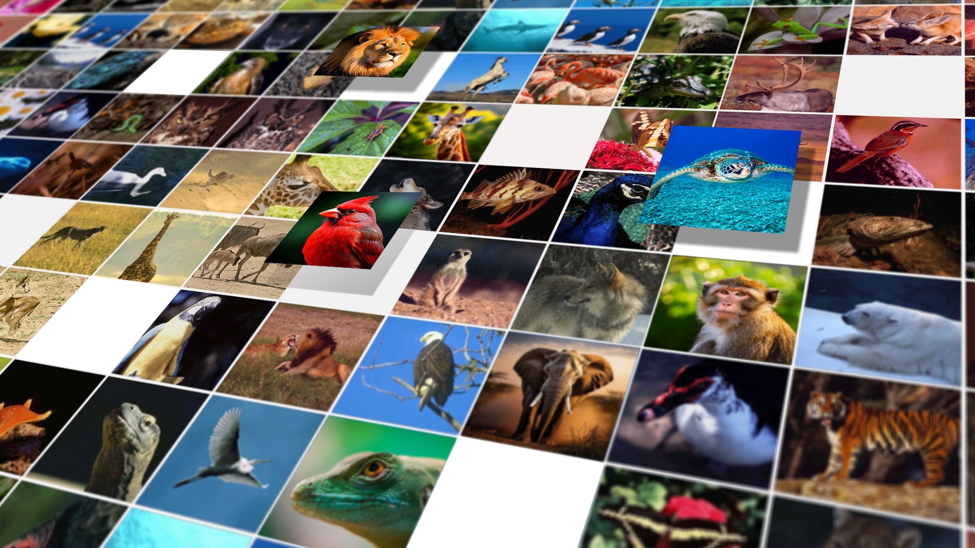 A photo mosaic building photo by photo, visually it looks like a sea of photos.