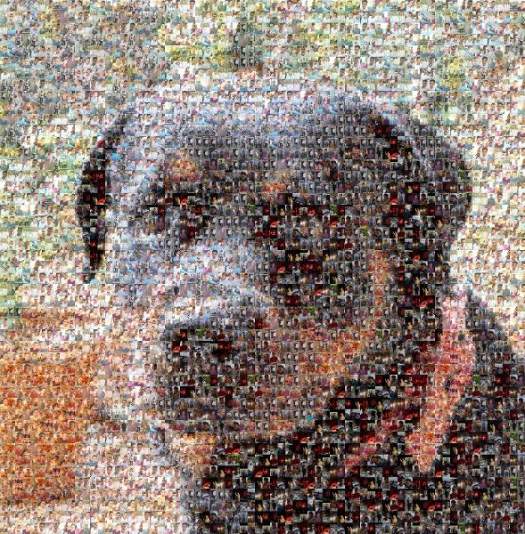 custom photo mosaic