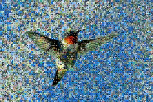 Bird photo mosaic