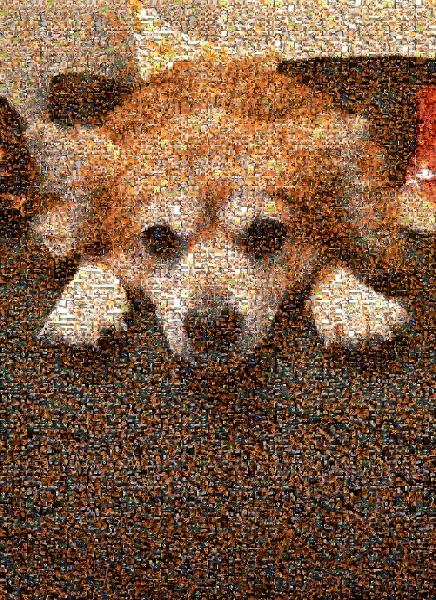 Cute Dog photo mosaic
