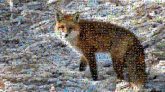 foxes wildlife animals winter outdoors nature 