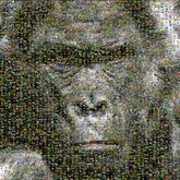 gorilla animal faces ape monkey wildlife nature species