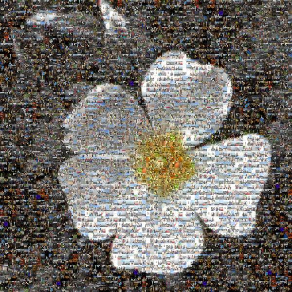 Beautiful Flower photo mosaic