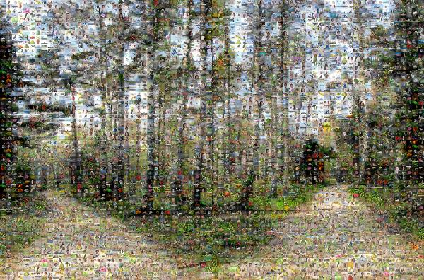 Two Pathways photo mosaic