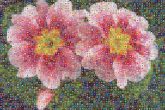 flowers nature garden outdoors outside nature plants patchwork quilting knitted