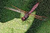 pepatung dragonfly dragonflies insects bugs nature wildlife