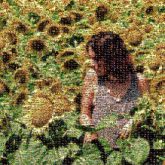 sunflowers outdoors nature portraits people faces profiles girl woman