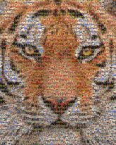 bengal tigers wildlife animals portraits
