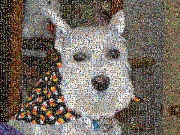 Cozy Dog photo mosaic
