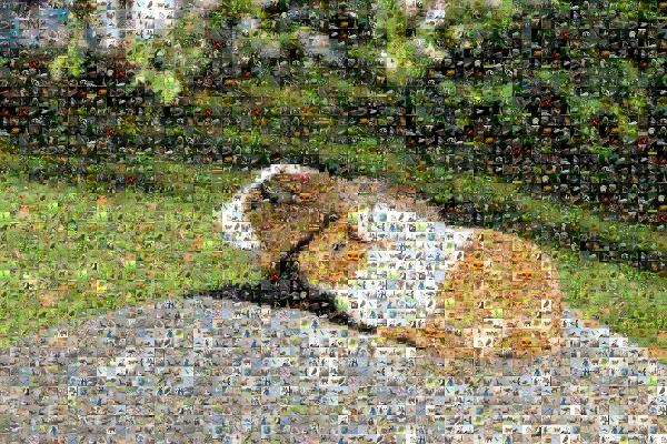 Two Hamsters  photo mosaic