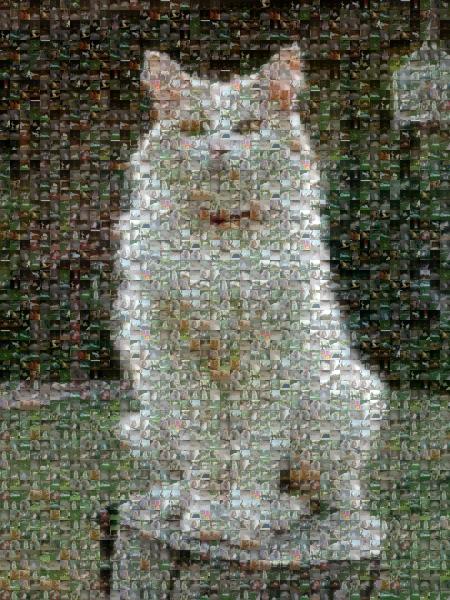 White Cat photo mosaic