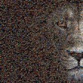 lion face animals artistic graphics gradient wildlife