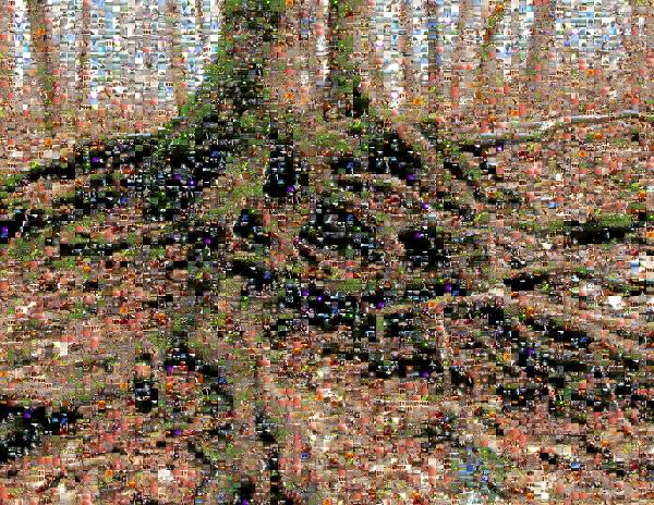 A Tangled Tree photo mosaic