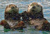 otters love float water animal wildlife species nature travel friendship