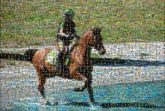 horses people distant equestrian sports activities animals
