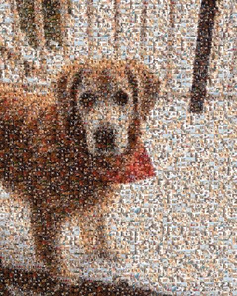 Pup in the Snow photo mosaic
