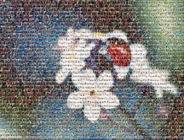 Ladybug on Flower photo mosaic