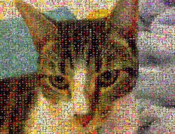 close-up cat photo mosaic