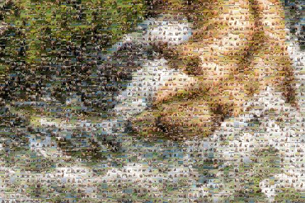 Bear photo mosaic