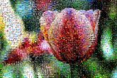 flowers colorful artistic nature tulips