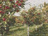 orchard trees nature landscape plants 