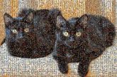 black cats animals pets 