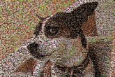 furbaby, dog, pet, love, family, mosaic, photo, pictures, collage, montage