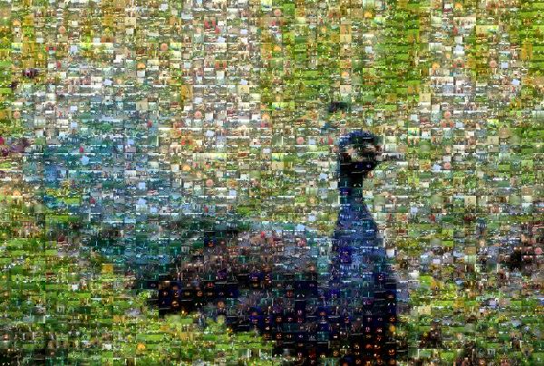 A Proud Peacock photo mosaic