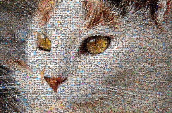 Candid Kitty photo mosaic