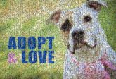 adoption pets dogs animals rescue love words text letters bold shelters organizations 