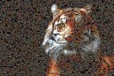 tigers wildlife animals cats mascots symbols strength