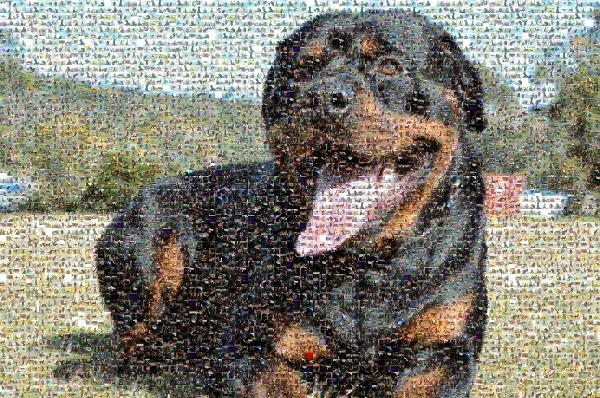 Best Friend photo mosaic