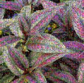 purple leaves plants nature growth bushes planet earth environment 