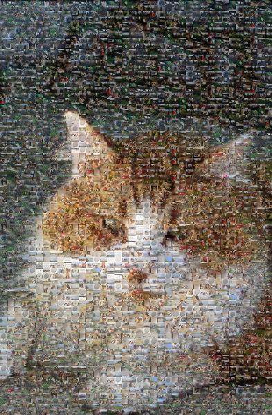House Cat photo mosaic