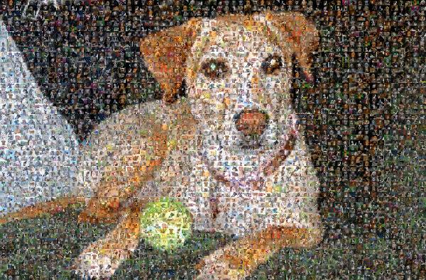Playful Pup photo mosaic