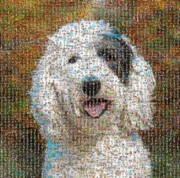 Cockapoo photo mosaic