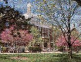 Campus Tree Spring Daytime Pink Residential area Property Landmark House Architecture Home
