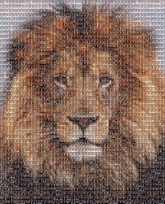schools kids children headshots portraits lions animals mascots