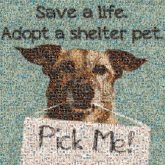 adoption adopting shelters animals dogs signs text words letters community rescue 