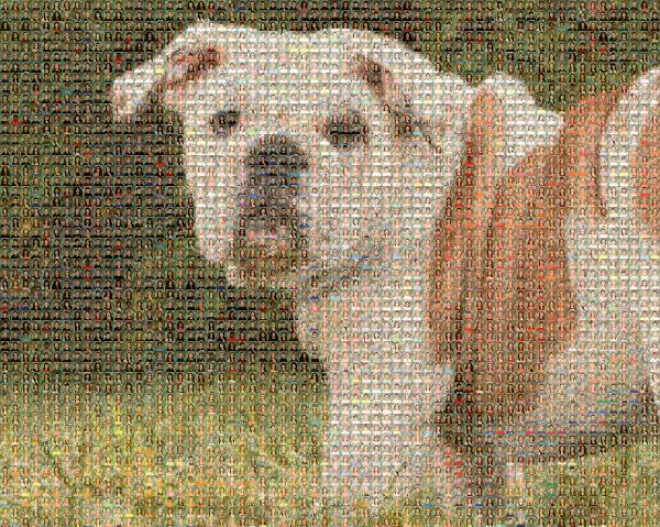 Dog in the Grass photo mosaic