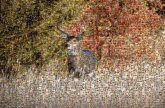 Chronic wasting disease Wildlife Deer White-tailed deer Antler Autumn Grass Roe deer Tree Terrestrial animal Fawn