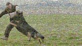 Dog breed Dog Mammal Vertebrate Canidae Carnivore Schutzhund Rottweiler Beauceron Working dog