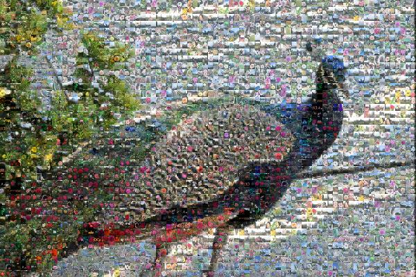 Peafowl photo mosaic