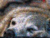 Golden Retriever Labrador Retriever Puppy Dog breed Companion dog Mammal Canidae Nose Snout Carnivore Close-up Eye