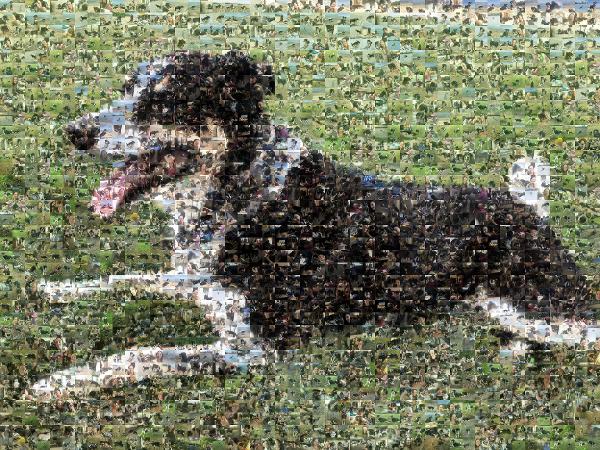 English Shepherd photo mosaic