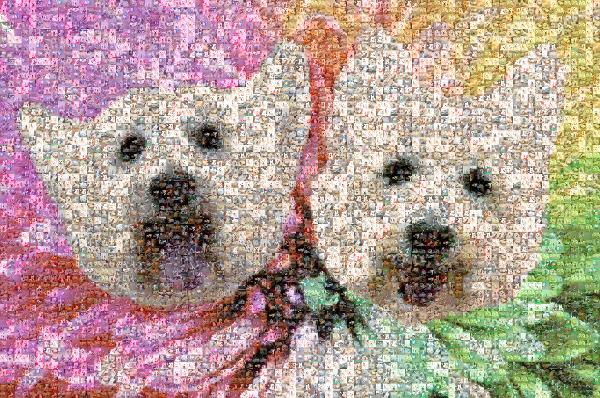 Maltese dog photo mosaic